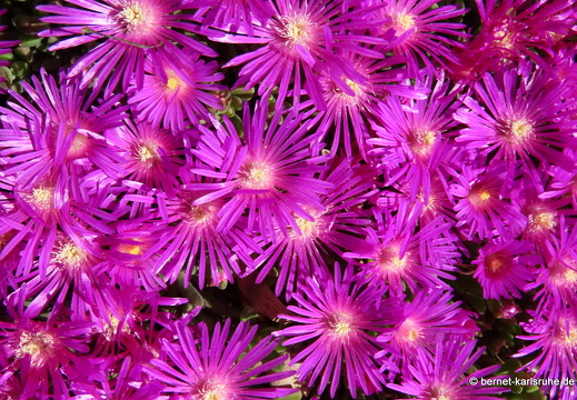 22-05-14-altschweier-mittagsblume-002