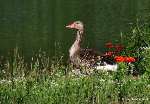 22-06-13-ehletsee-gans-