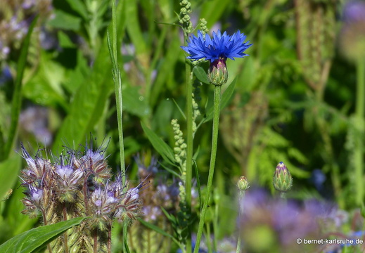 22-07-02-friedensweg-bienenweide-006