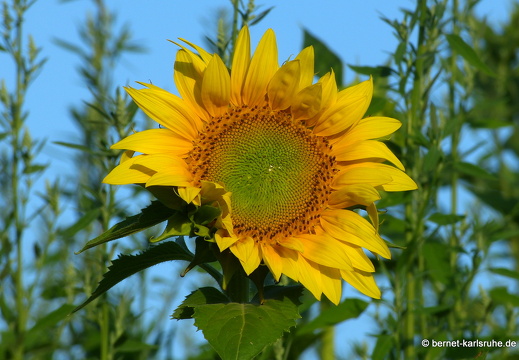 22-07-10-rittersbach-sonnenblume-