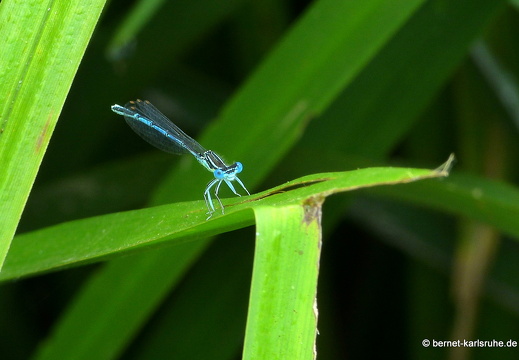 22-07-13-friedensweg-blaue federlibelle-001