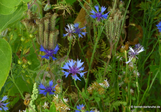 22-07-13-friedensweg-dangscheer-bienenweide-002