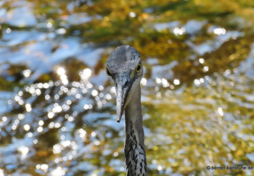 22-07-18-buehlot-reiher-023