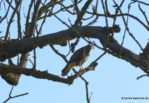22-08-01-alteb3-bussard-jungvogel