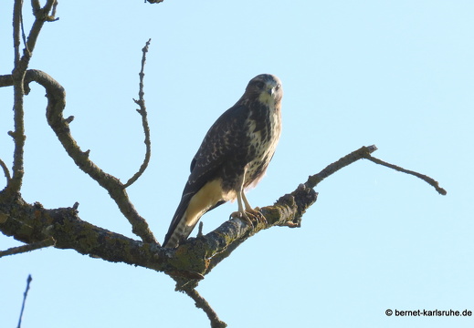 22-08-01-alteb3-bussard-jungvogel-001