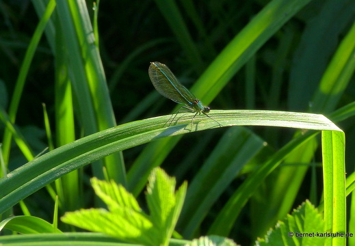 22-08-09-salzwaesserle-libelle-012