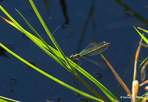 22-08-09-salzwaesserle-libelle-015