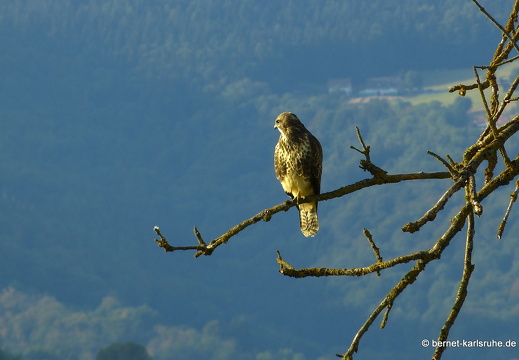 22-08-14-alteb3-bussard-jungvogel-027