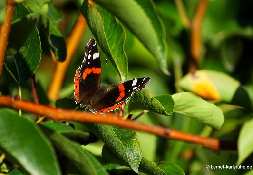 22-09-04- alteb3-admiral-schmetterling-birnbaum-003