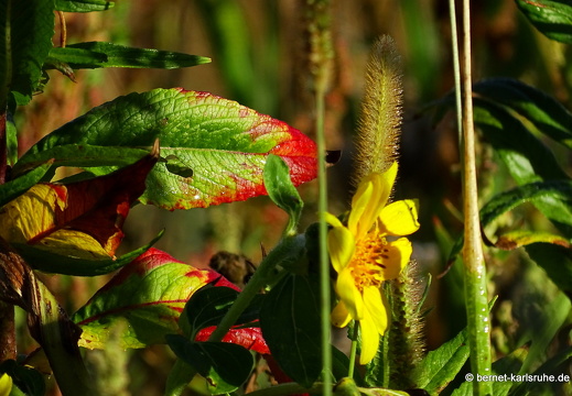 22-09-04- alteb3-herbstfarben-001