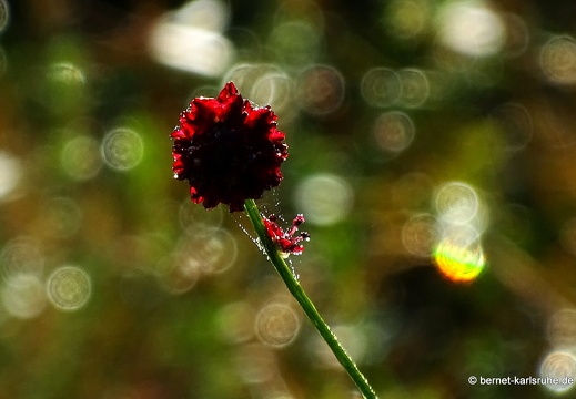22-09-04- alteb3-wiesenknopf-