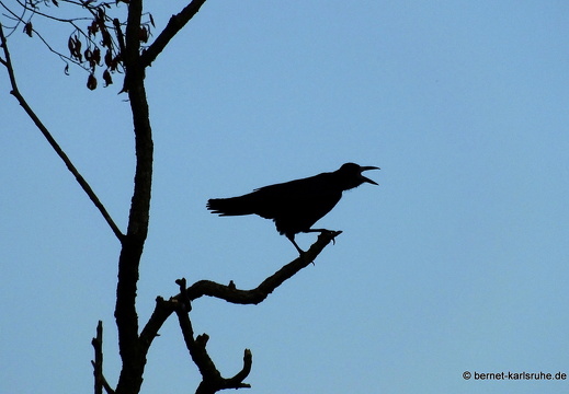 22-09-07-kraehe-