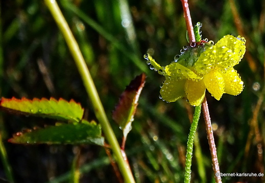 22-09-12-alteb3-morgentau-004