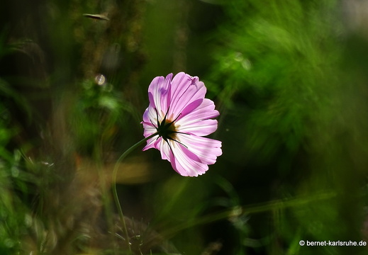 22-09-15-rittersbach-rungsstrasse-bauerngarten-004