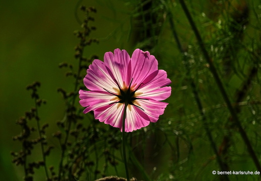22-09-15-rittersbach-rungsstrasse-bauerngarten-006