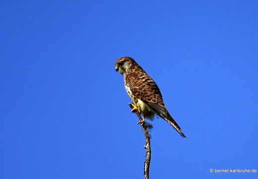 22-09-15-rittersbach-salzwaesserle-wiesenweg-turmfalke-jungvogel-001