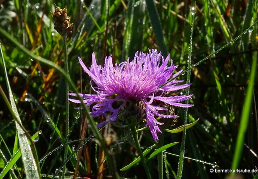 22-09-21-alteb3-flockenblume-001