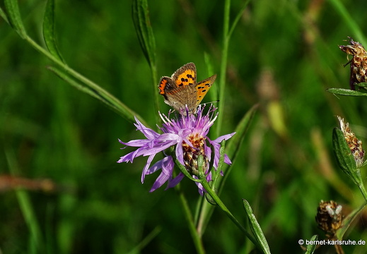 22-10-03-alteb3-kleiner feuerfalter-flockenblume-003