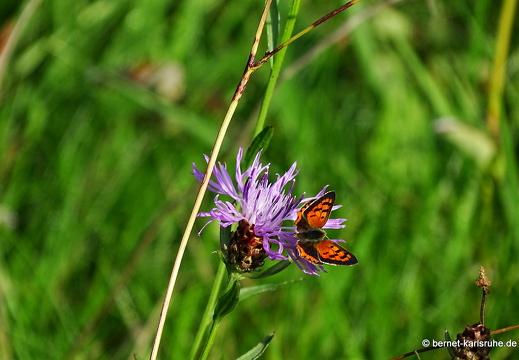 22-10-03-alteb3-kleiner feuerfalter-flockenblume-005