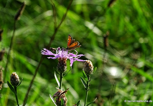 22-10-03-alteb3-kleiner feuerfalter-flockenblume-010