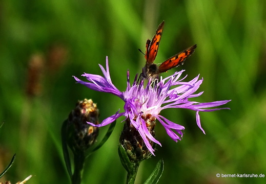 22-10-03-alteb3-kleiner feuerfalter-flockenblume-012