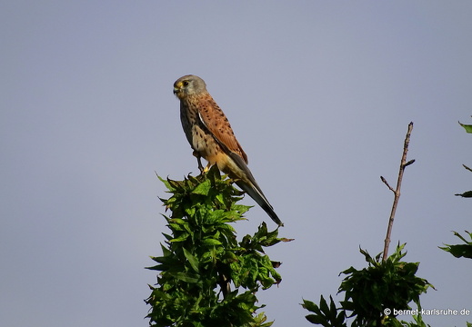 22-10-03-alteb3-turmfalke-003