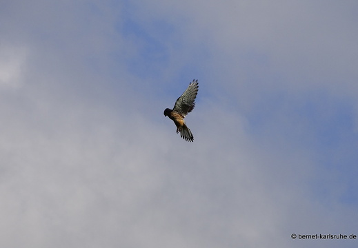 22-10-03-alteb3-turmfalke-ruettelflug-001