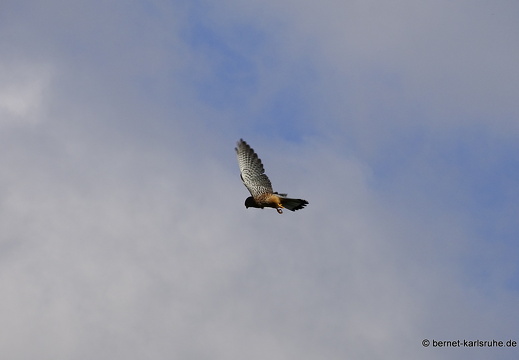22-10-03-alteb3-turmfalke-ruettelflug-003