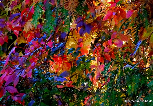 22-10-09-alteb3-herbstfarben-waeldchen-006