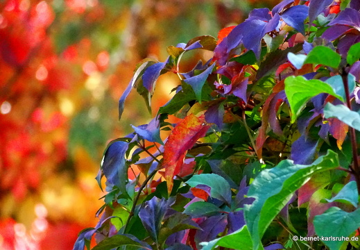 22-10-09-alteb3-herbstfarben-waeldchen-007