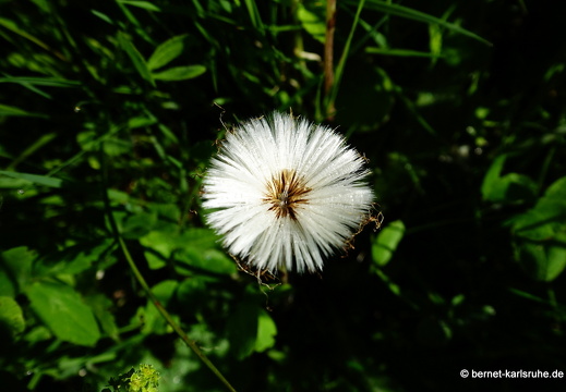 22-06-01-freudenstadt-kniebis-huflattich-003