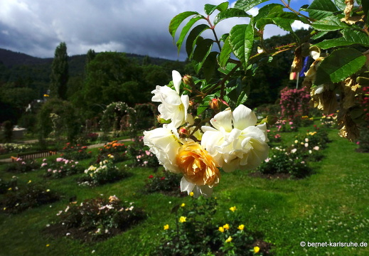 22-06-09-rosenneuheitengarten-242