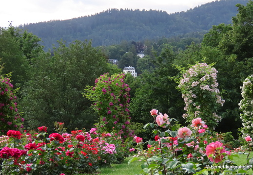 22-06-09-rosenneuheitengarten-158