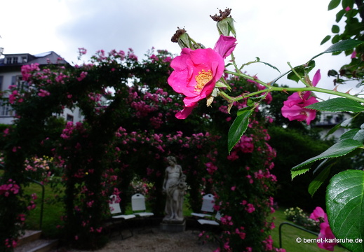 22-06-09-rosenneuheitengarten-237