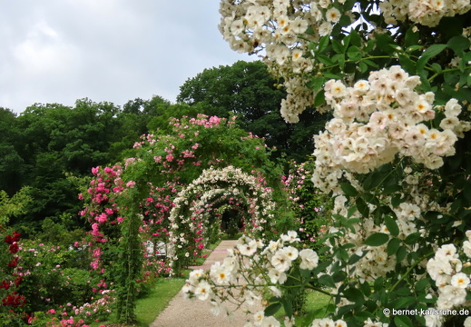22-06-09-rosenneuheitengarten-112