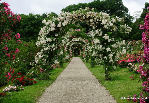 22-06-09-rosenneuheitengarten-217