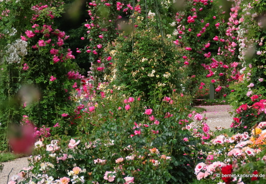 22-06-09-rosenneuheitengarten-103