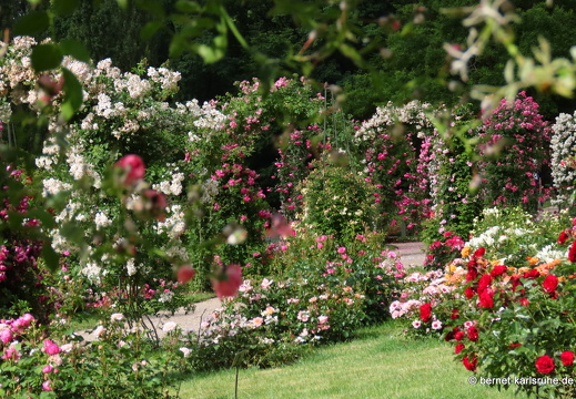22-06-09-rosenneuheitengarten-102