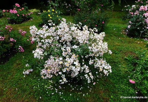 22-06-09-rosenneuheitengarten-212