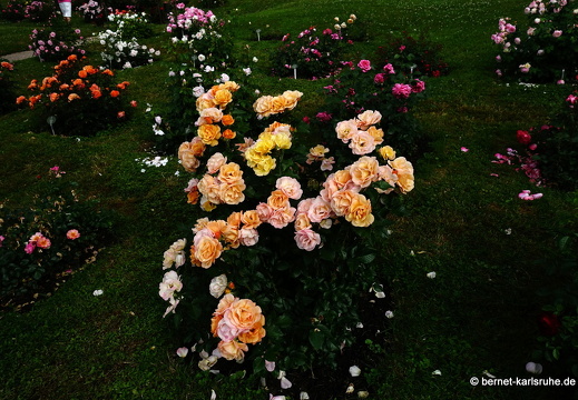 22-06-09-rosenneuheitengarten-208