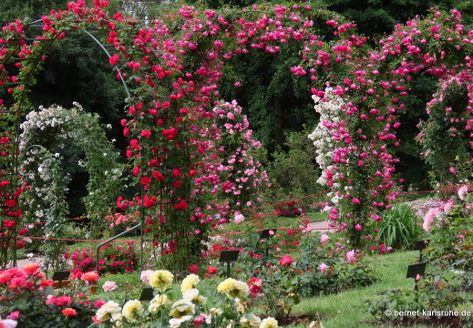 22-06-09-rosenneuheitengarten-068