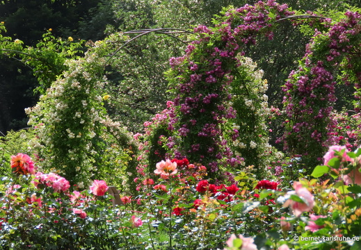22-06-09-rosenneuheitengarten-059
