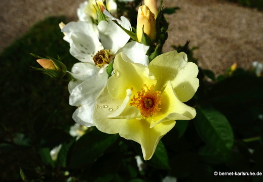 22-06-09-rosenneuheitengarten-193