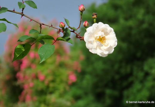 22-06-09-rosenneuheitengarten-049