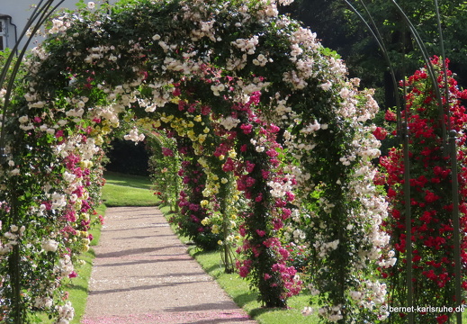 22-06-09-rosenneuheitengarten-038
