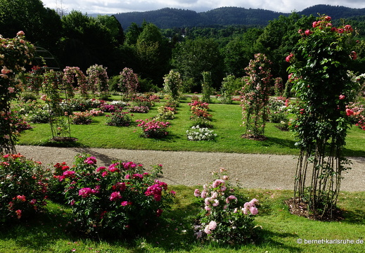22-06-09-rosenneuheitengarten-185