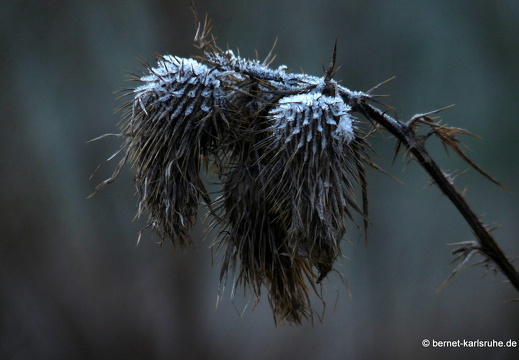 09-12-27-jva-garten 041
