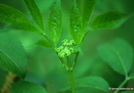 09-04-15-flora-kandel- 069