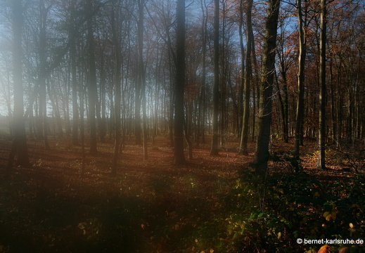 09-11-19-kandel- 214