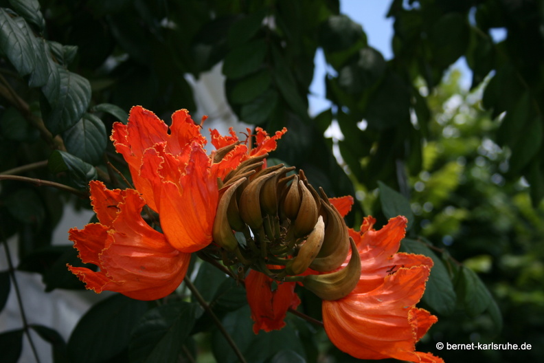 11-10-30-pointecanonniers-tulpenbaum-265.JPG
